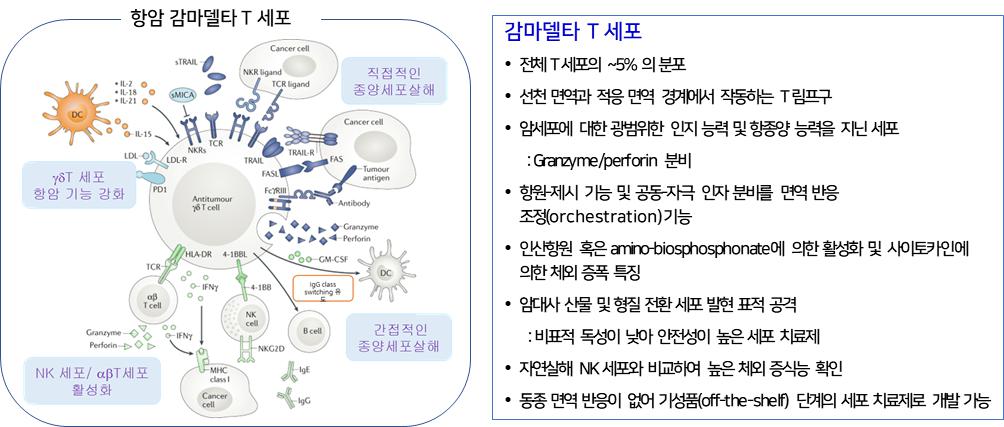 이미지: 감마델타 T 세포의 특성 및 항종양 기능 기전