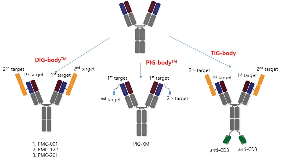 이미지: 이중 및 다중표적항체 제조 플랫폼 기술