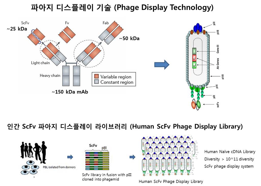 이미지: 파아지디스플레이 라이브러리를 활용한 바이오패닝