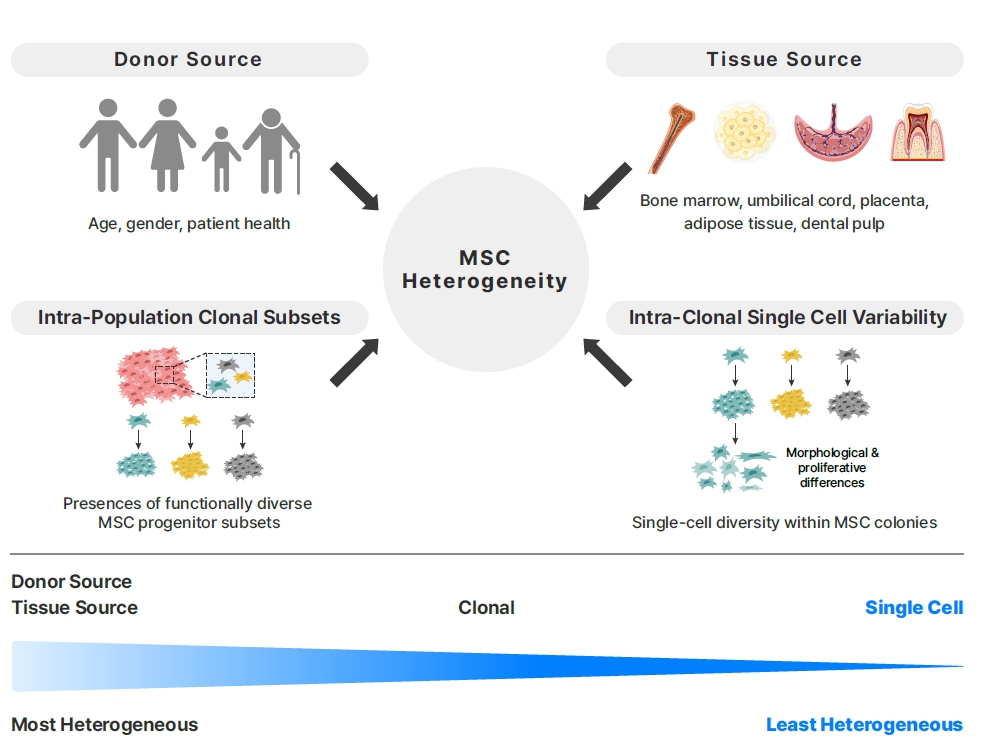 이미지: Factors contributing to MSC intrinsic biological heterogeneity