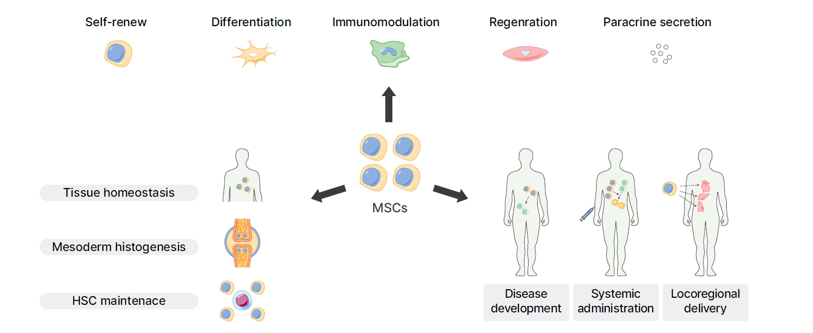 이미지: The MSC landscape in tissue homeostasis, disease and therapies