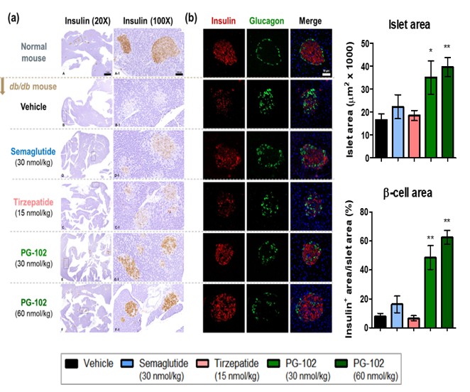 이미지: 경쟁 제품 대비 PG-102의 우수한 췌장 베타 세포 보호 효과