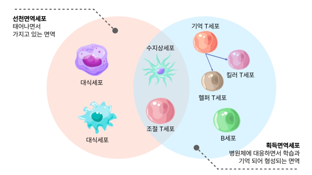 이미지: 면역세포 분류