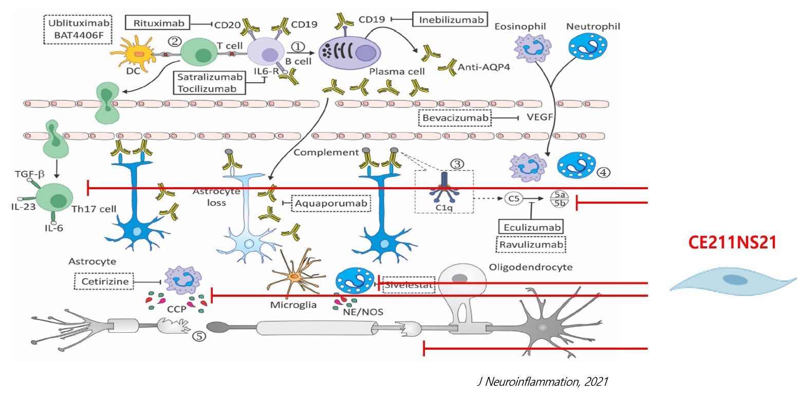 이미지: CE211NS21의 작용기전