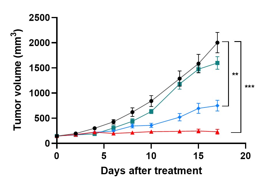 이미지: [고형암_위암 동물실험 결과]