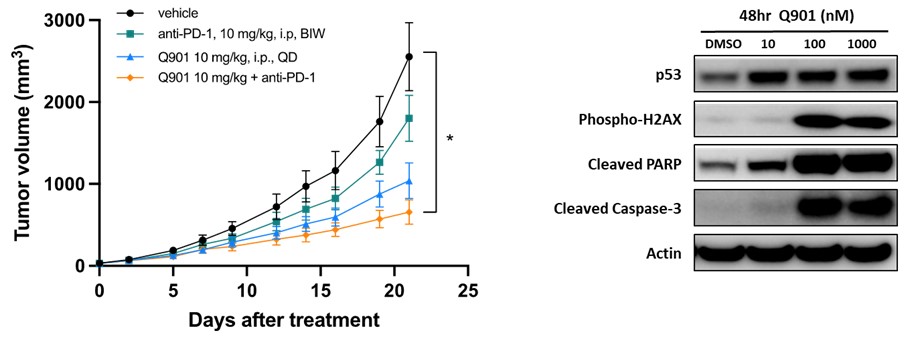 이미지: [신장암(RENCA)에서 모카시클립(Q901)과 항 PD-1 항체 병용 투여 효과]