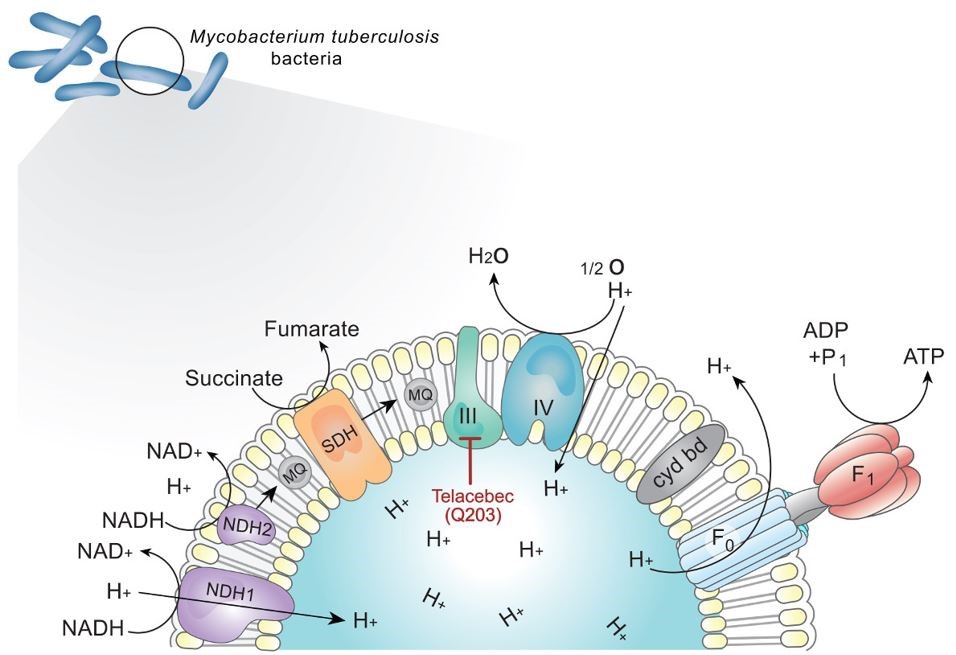 이미지: [싸이토크롬 bc1 복합체를 억제를 통한 결핵균내 ATP 생성 억제]