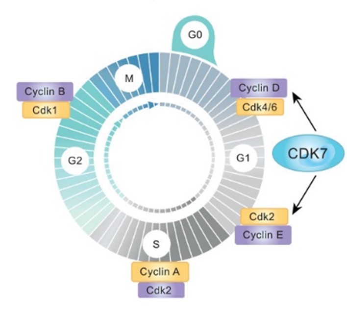 이미지: [CDK7에 의한 하위 CDK의 조절과 세포주기 정지]