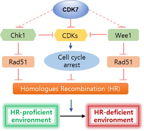 이미지: [CDK7에 의한 DNA 손상 복구 저해]