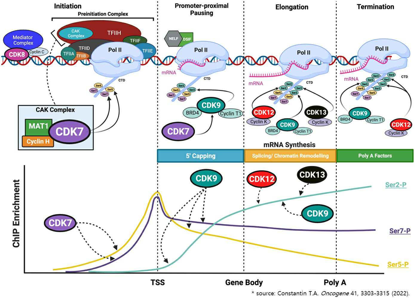 이미지: [전사 개시에서의 CDK7]
