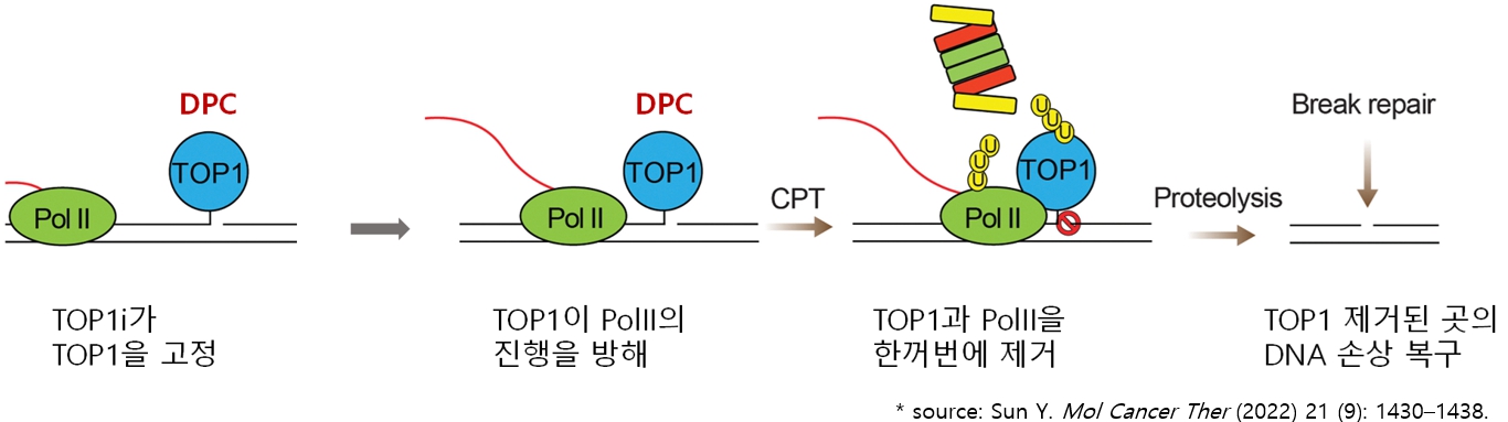 이미지: [RNA 중합효소와 TOP1의 제거 과정]