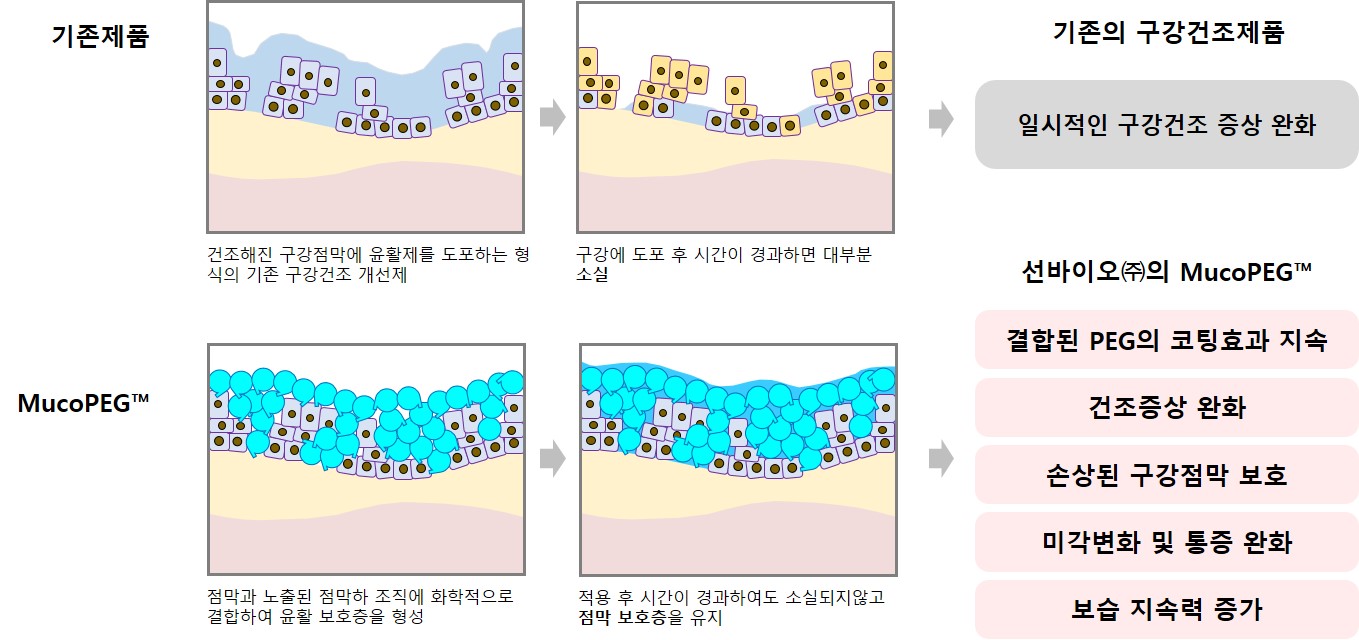 이미지: [MucoPEG 구강점막 적용모식도]
