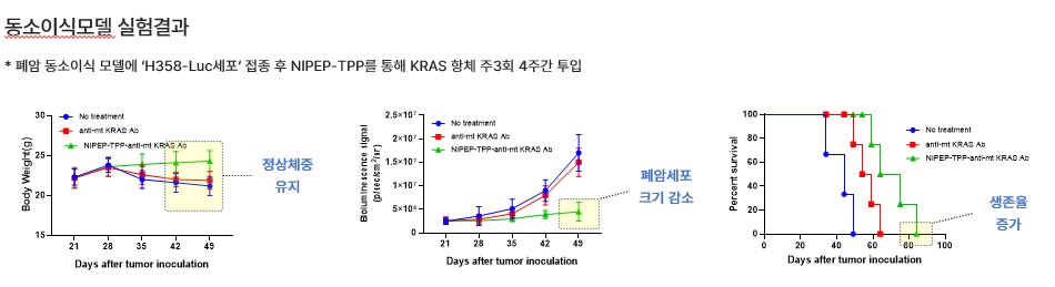 이미지: 동소이식 폐암 모델에서 nipep-tpp가 융합된 kras 항체