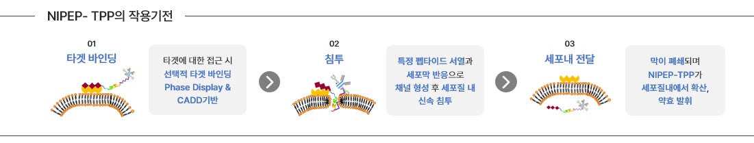 이미지: NIPEP-TPP 작용기전