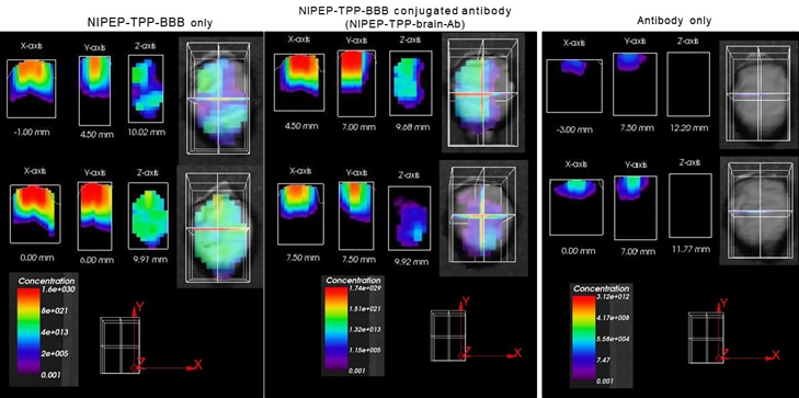 이미지: NIPEP-TPP-BBB Suttle 에 의한 항체의 뇌전달 결과