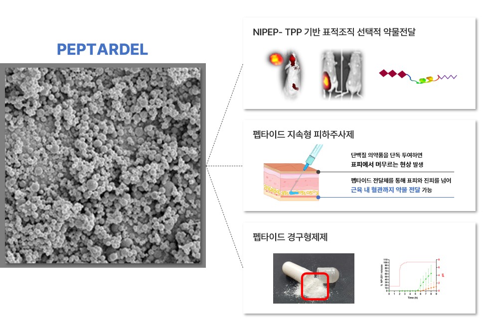 이미지: 차세대 약물전달 플랫폼(PEPTADEL)