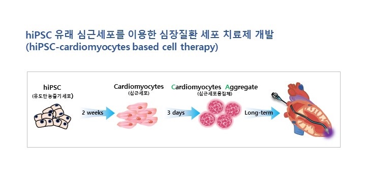 이미지: hiPSC-cardiomyocytes based cell therapy