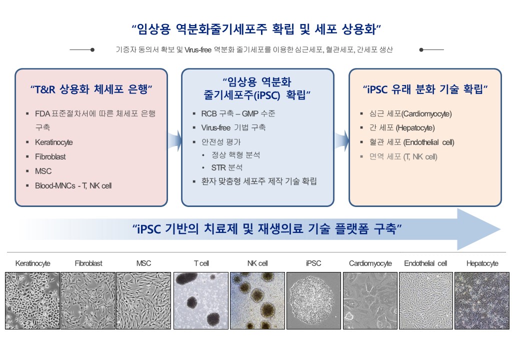 이미지: 역분화줄기세포(iPSC)
