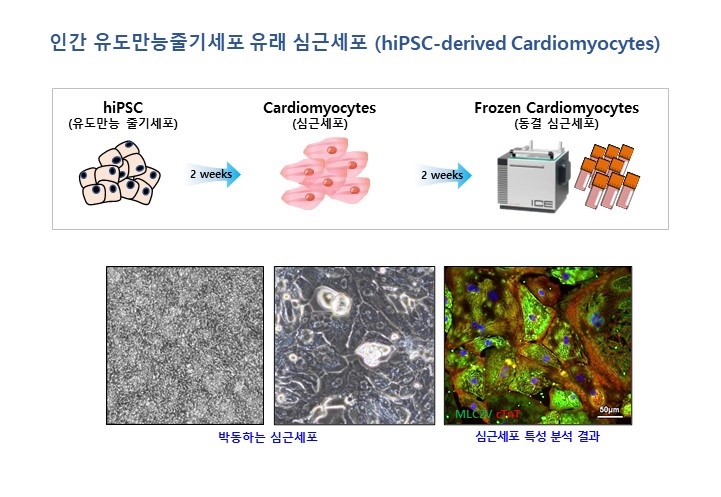 이미지: 인간 유도만능줄기세포 유래 심근세포 (hiPSC-derived Cardiomyocytes)