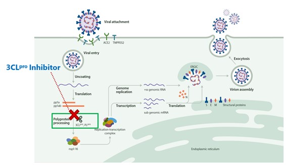 이미지: 그림. xocova 작용기전