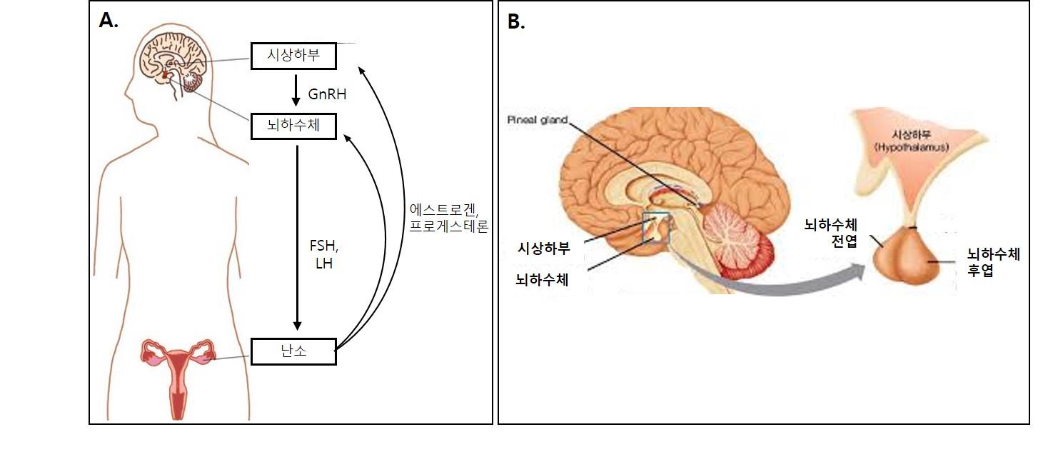 이미지: [a. 시상하부-뇌하수체-난소 축, b. 뇌에서 시상하부와 뇌하수체의 위치]