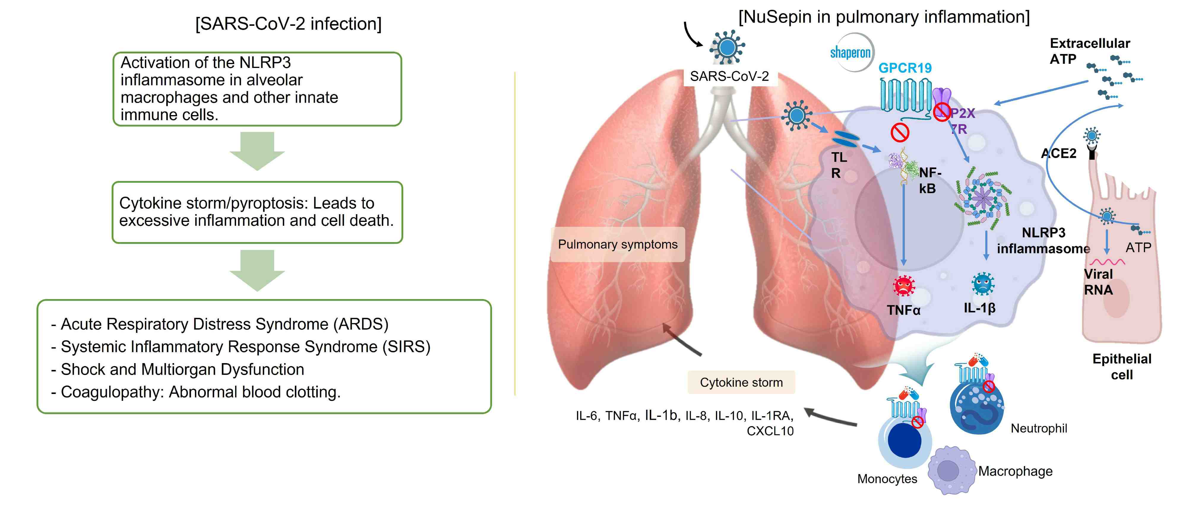 이미지: 폐 염증질환과 nusepin의 작용