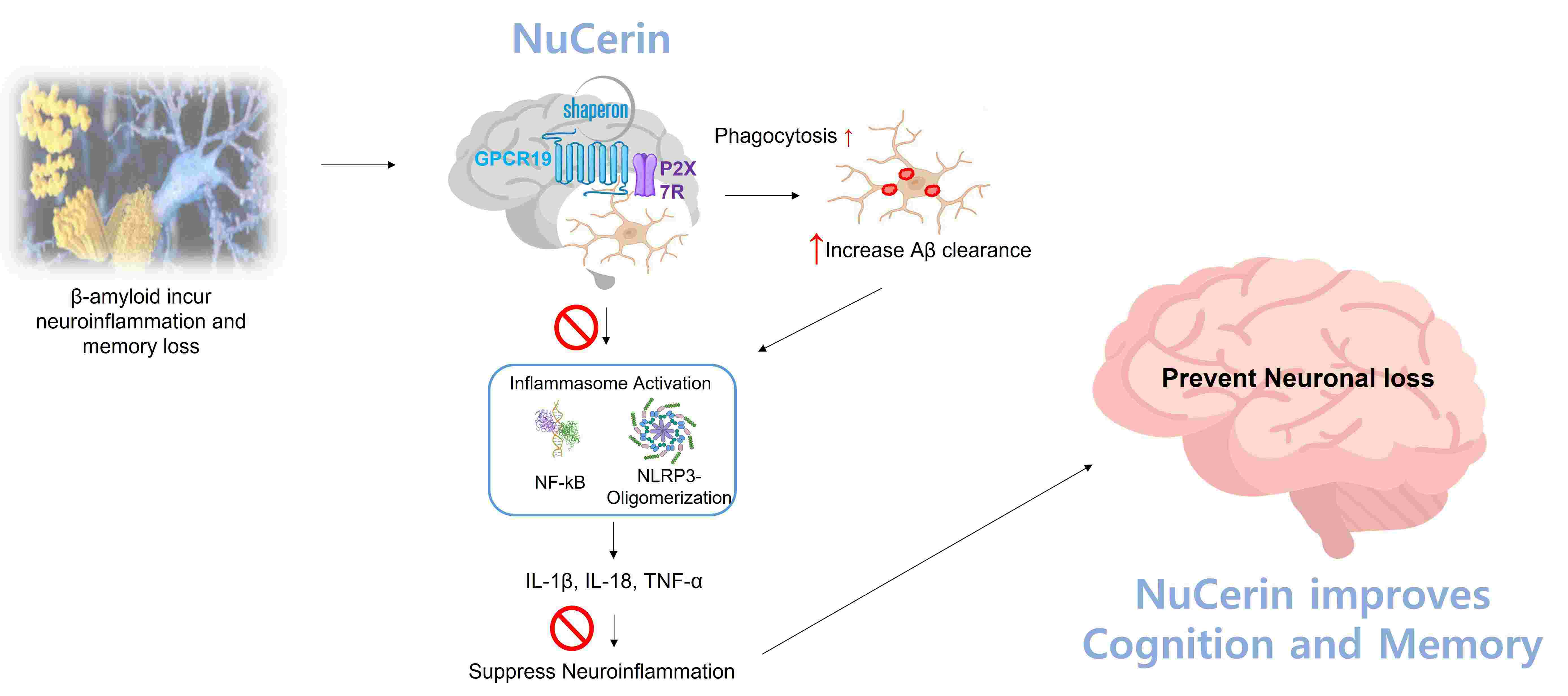 이미지: nucerin의 미세아교세포에 의한 신경염증 억제 프로세스