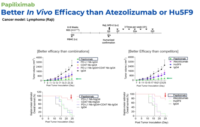 이미지: Papiliximab 인간화 마우스 실험 결과