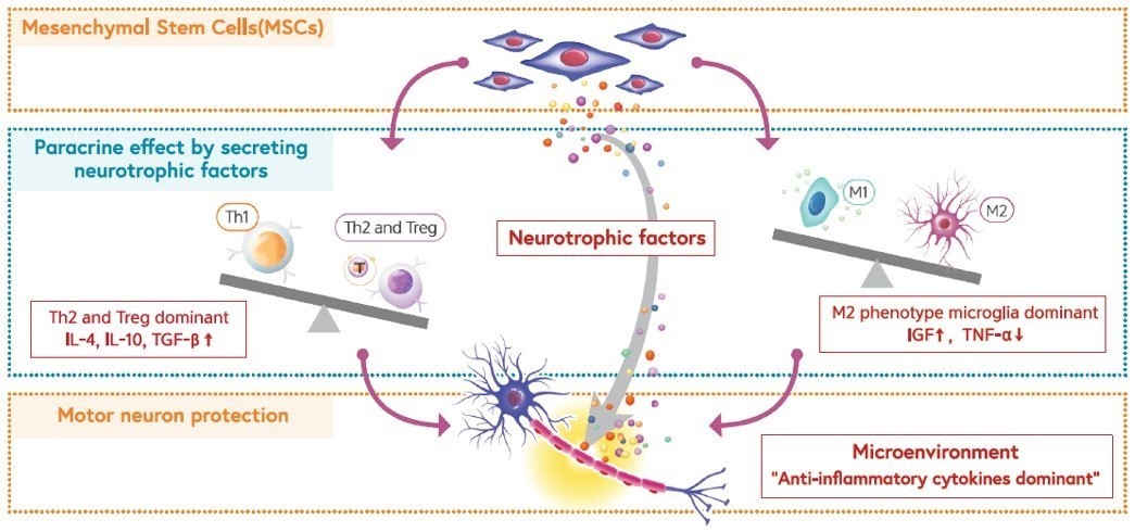 이미지: 뉴로나타-알주의 작용기전