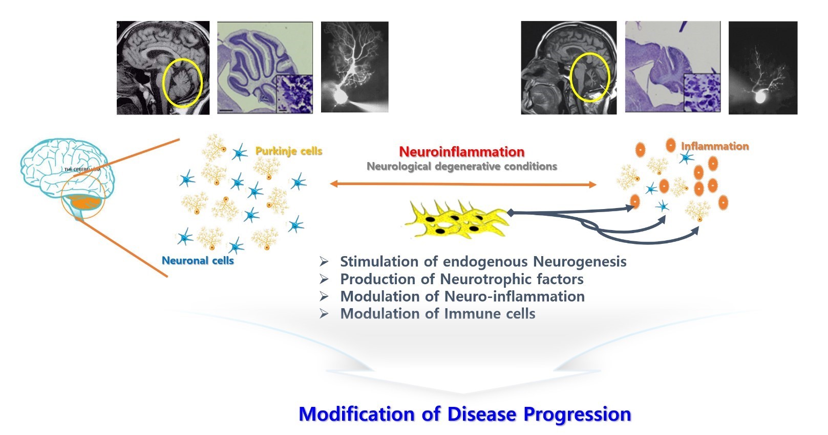 이미지: ce211br19의작용기전