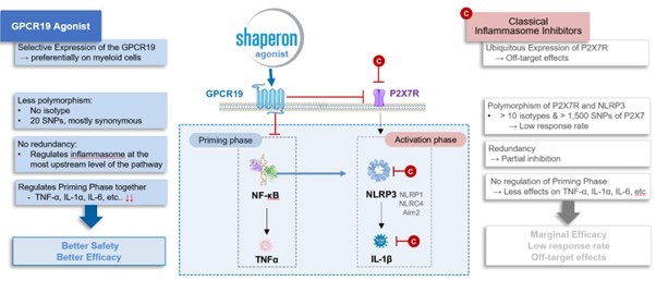 이미지: 경쟁사 대비 샤페론 gpcr19 agonist 기전의 우수성