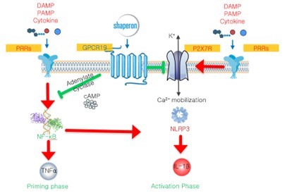 이미지: 샤페론의 gpcr19 agonist 기전