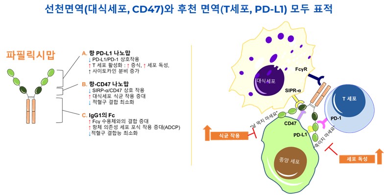 이미지: 파필릭시맙의 항암기전