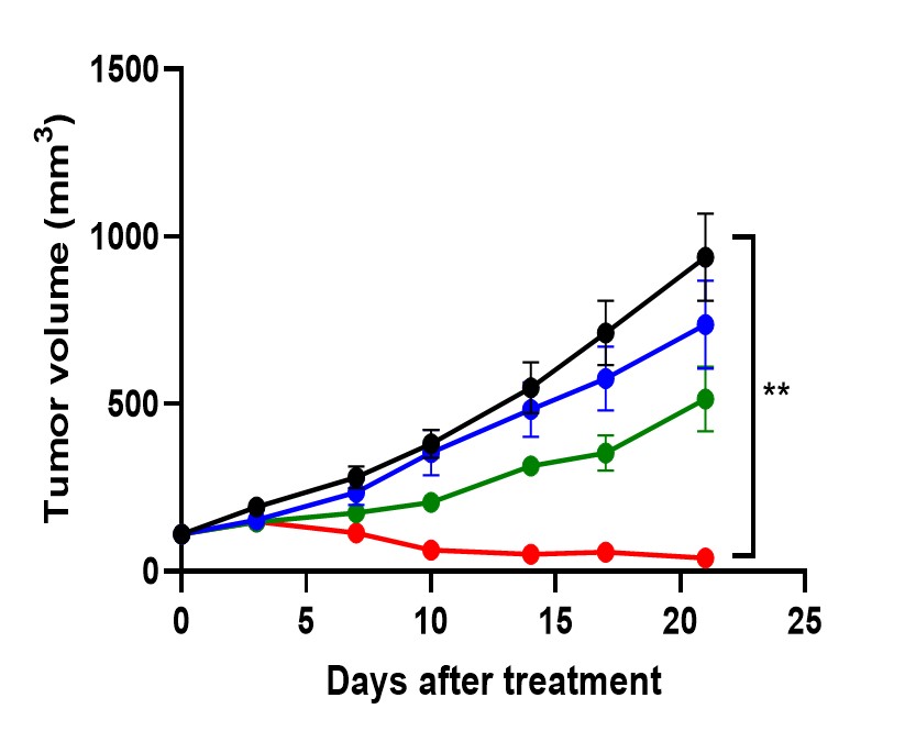 이미지: [다발성골수종 동물실험 결과]