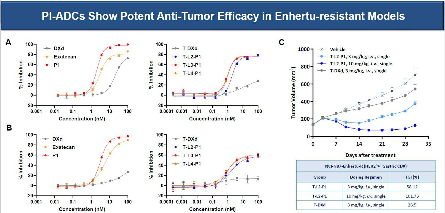 이미지: [엔허투(T-DXd) 내성암 동물 모델에서 엔허투와 PI-ADC 효과 비교]