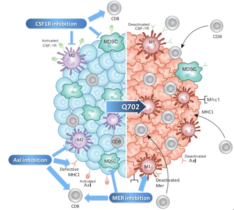 이미지: [아드릭세티닙(Q702) 투약 후 종양미세환경 변화]