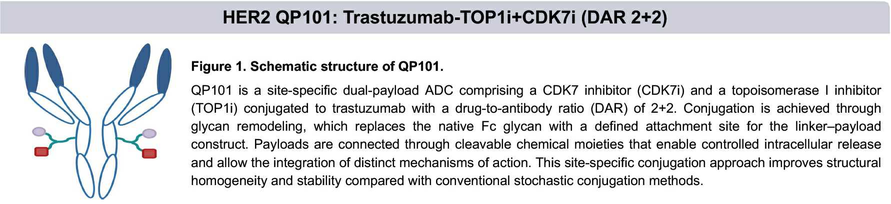 이미지: [HER2 표적 이중페이로드 ADC QP101의 구조]