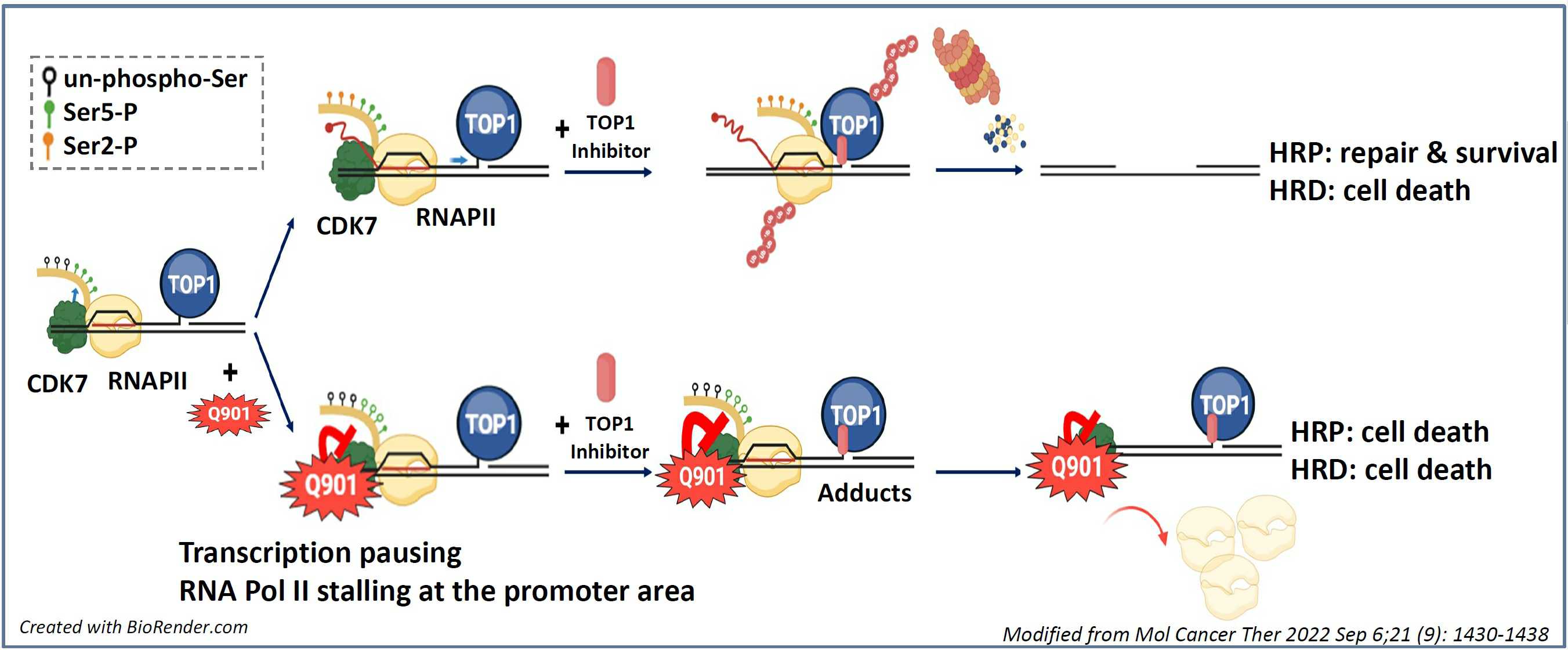 이미지: [모카시클립(Q901)의 TOP1i 불응 극복 기전]
