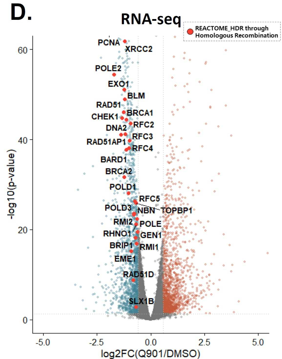 이미지: [모카시클립(Q901)이 저해하는 DDR 관련 유전자]