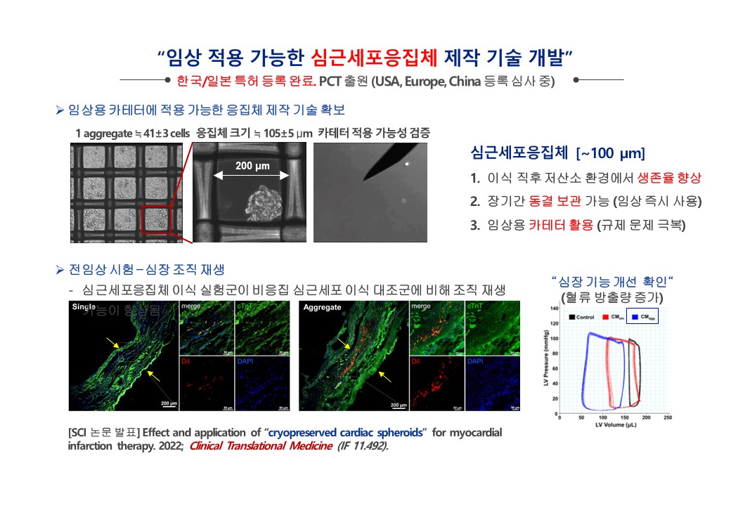 이미지: 심근세포응집체