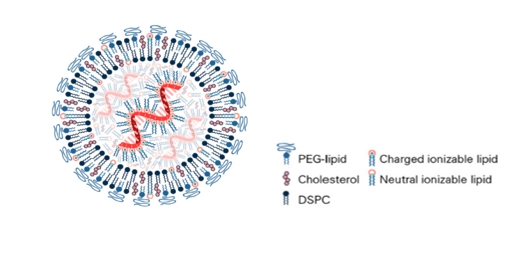 이미지: [mRNA-LNP 개념도]