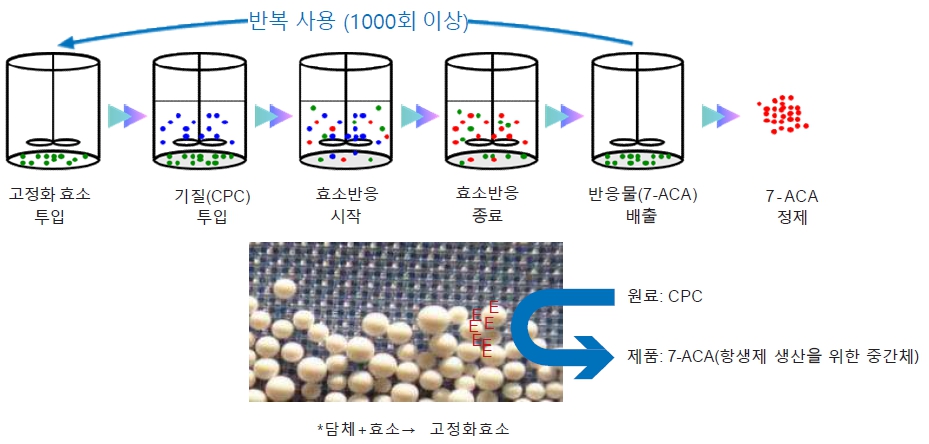 이미지: CX 효소를 이용한 7-ACA 생산