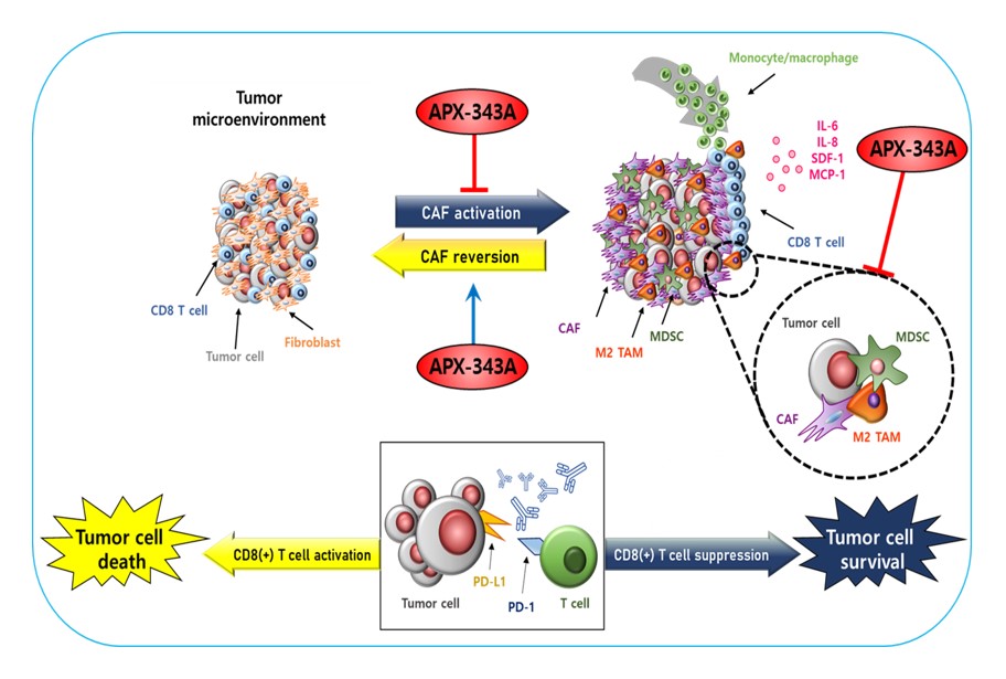이미지: [caf 저해제에 의한 면역항암치료제 작용 메카니즘]