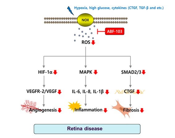 이미지: [nox 저해제에 의한 당뇨망막병증 및 황반변성 작용 메카니즘]