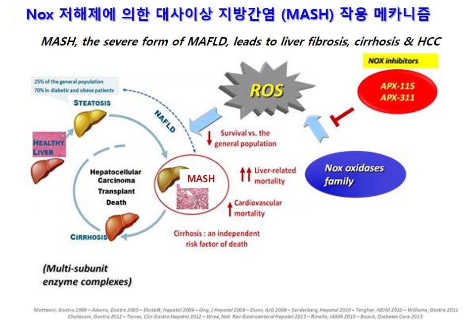 이미지: [nox 저해제에 의한 대사이상 지방간염(mash) 작용 메카니즘]