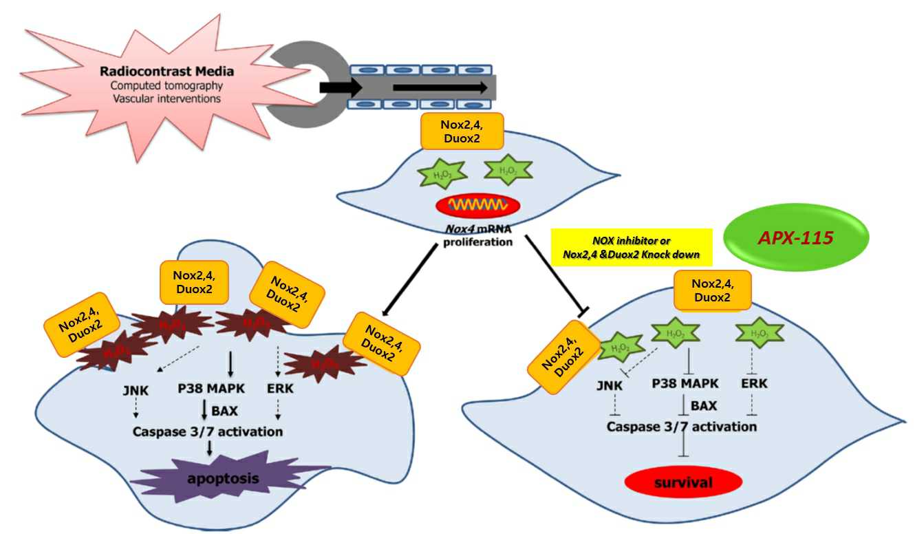 이미지: [nox 저해제에 의한 조영제 유발 신장손상(ci-aki) 작용 메카니즘]