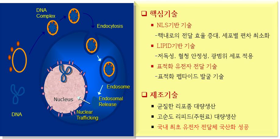 이미지: [유전자 전달체에 대한 핵심기술 및 제조기술]