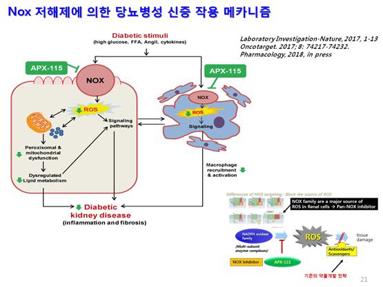 이미지: [Nox 저해제에 의한 당뇨병성 신증 작용 메카니즘]