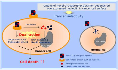 이미지: [Apta-DC의 nucleolin 타겟 선택적 항암작용 메카니즘]