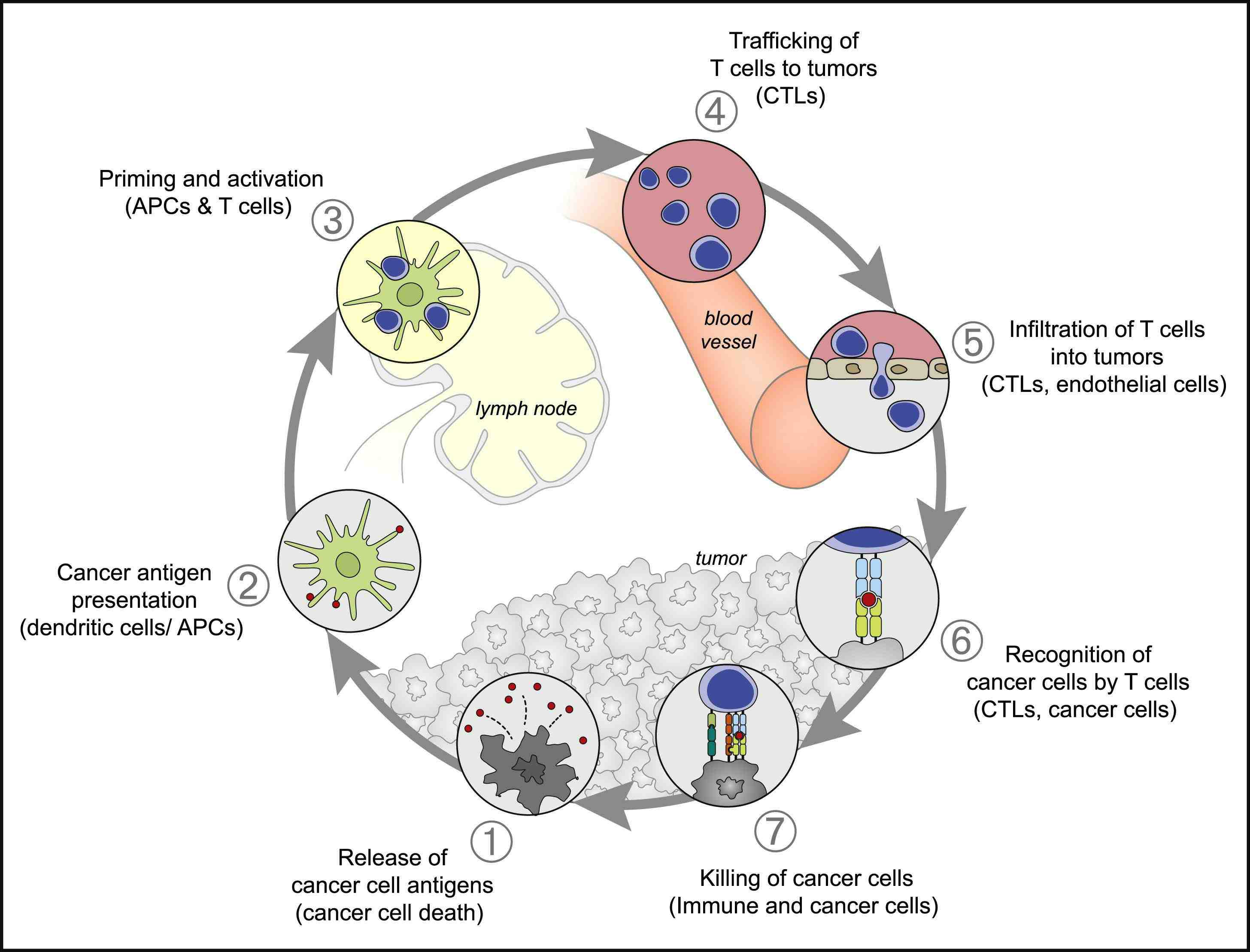 이미지: [암-면역 주기 (cancer-immunity cycle)]